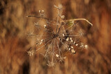vista macro di una pianta con fiori secchi in un ambiente naturale, di giorno, in autunno