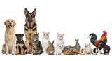 Diverse domestic animals including dogs, cats, birds, and small farm animals, neatly lined in a pristine, bright white studio with soft lighting and copy space. Concept of animal harmony