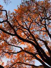 Orange oak tree in autumn and sky