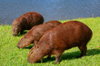 Group of capybaras grazing on green grass by lake with streets buildings in background. This striking contrast between wildlife and cityscape illustrates peaceful urban coexistence and Brazil cities