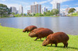 Group of capybaras grazing on green grass by lake with streets buildings in background. This striking contrast between wildlife and cityscape illustrates peaceful urban coexistence and Brazil cities