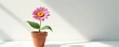 © miss irine - Single pink flower with yellow center in terracotta pot. Delicate green leaves, stem against plain white background with soft light shadows. Botanical illustration, garden flora, natural simplicity,