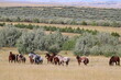 © Sarah Douglas - herd of horses