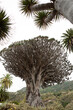 © Huiqi Zhang/Stocksy - Ancient Dragon Tree in Tenerife