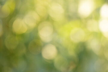 Wall Mural - Natural defocus lights in green. Blurred background.