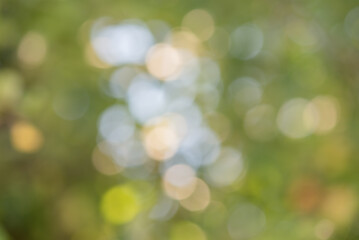 Wall Mural - Natural defocus lights of green and yellow. Blurred background. Bokeh