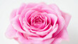 © ray - Pink rose in full bloom against a white background, delicate petals, soft gradient hues.