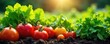 © Outhay - Vibrant, healthy vegetables thriving in a lush garden bed Sunlight streams down, illuminating the rich colors and textures of various crops at different growth stages , cucumbers, soil, thyme