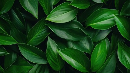 Green leaves background texture