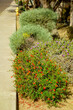 Arizona-style xeriscaped roadside with flowering dwarf pomegranate and Ruellia and other drought tolerant shrubs