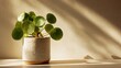 © AmarStock - Chinese money plant in a ceramic pot on a shelf with sunlight shining through the window onto the wall behind it