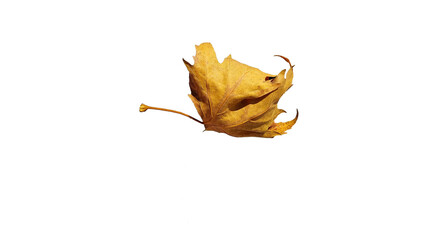 Wall Mural - leaf falling in autumn season