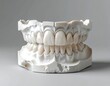 © Tumi - Dental model of teeth (1)