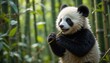 © Nattharika007 - A cute, fluffy panda cub eating bamboo in a bamboo forest.