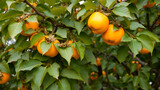 Japanese persimmon treen and fruit in the fall month at harvest time on Sado Island, Niigata prefecture.