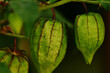 © Golam Rob - Close-up of Physalis minima (tipfol) green fruit with natural leaf cover. A wild tropical plant also known as Cape gooseberry, photographed in Bangladesh.