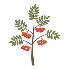 Rowan tree branch with green leaves and red berries illustration – flat illustration