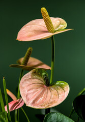 Wall Mural - Elegant Pink Anthurium Flowers Against a Green Background