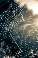 cobweb and dew in the early morning close-up
