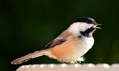 Wall Mural - cute black- capped chickadee perched on a bird bath in fall, singing,  in  broomfield, colorado     