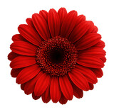 Red gerbera with vibrant petals