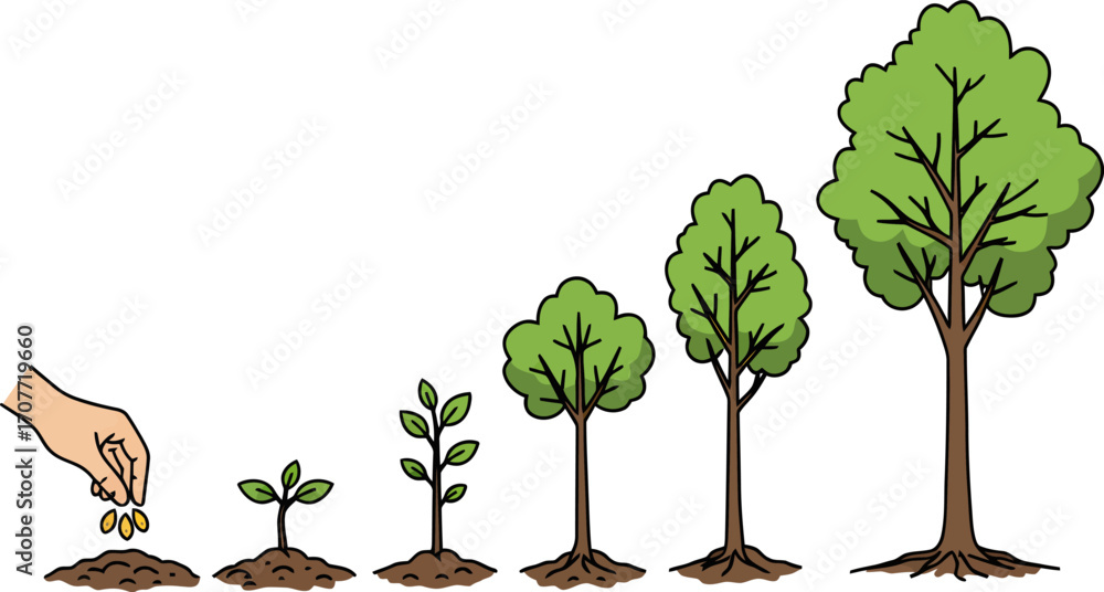 Illustration showing the growth stages of a tree from a seed to a ...