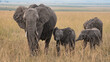 © Patrick Masse - Elephant family walking in the savanna
