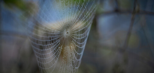 dew on a spider web on a blurred forest background