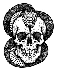 Wall Mural - snake and skull artwork with detailed scales and teeth in black and white outline line art drawing