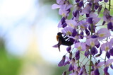 Bee on Wisteria|藤の花に訪れる蜂