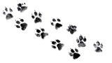 Dog paw prints trail isolated on transparent background