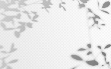 Wall Mural - shadow overlay from tree twig on a transparent background. soft shade from tropical plant.