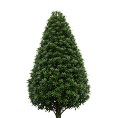 Conical evergreen tree isolated on transparent background
