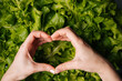 © dikushin - Woman creating heart shape with hands above fresh green lettuce, expressing love and passion for healthy cooking and joy of preparing nutritious meals, close-up. Concept of healthy lifestyle.