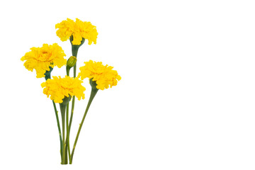 Wall Mural - marigold or tagetes erecta flower isolated on white background. Floral arrangement.