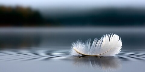 Wall Mural - Gentle Grace A White Feather Drifting on Calm Water, Creating Circular Ripples in Tranquil Serenity