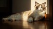 © Rkalina - A Ragdoll cat basking in sunlight on a wooden floor