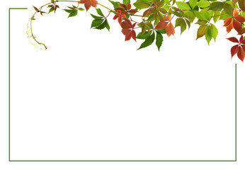 Wall Mural - parthenocissus twigs with colorful autumn leaves in a corner arrangement and frame isolated on white