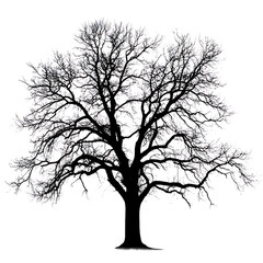 Bare oak tree silhouette isolated on white background