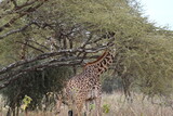 Giraffes eating leaves from acacia tree in savanna