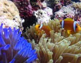 Two orange fish with white stripes reside within a vibrant, blue and beige sea anemone nestled amongst coral
