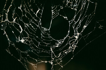 Wall Mural - spiderweb on a dark background