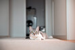 © Olga Sibirskaya/Stocksy - Cat on carpet at home