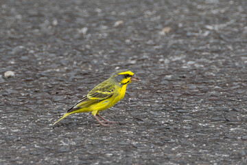 Yellow-fronted Canary (Crithagra mozambica) on Big Island, HI