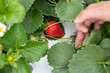 © Lawren Lu/Stocksy - Hand Reveals Ripe Strawberry Ready for Harvest Among Leaves