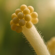 © ewolu - Macro of clustered pollen grains on flower stigma