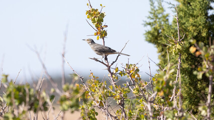 Wall Mural - A mockingbird perches on a thin branch in a bush with blue sky in the background in the desert mountains of Southern Utah USA. 