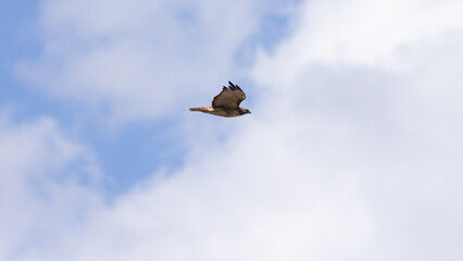 Wall Mural - A Red Tailed Hawk glides effortlessly through a sky filled with puffy white clouds and patches of blue.