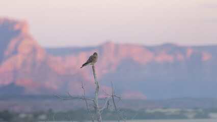 Wall Mural - An American Kestrel perched on the topmost branch of a dead tree looks towards the left of the camera with the rugged cliffs in the background glowing pink from the last of the sunset light.