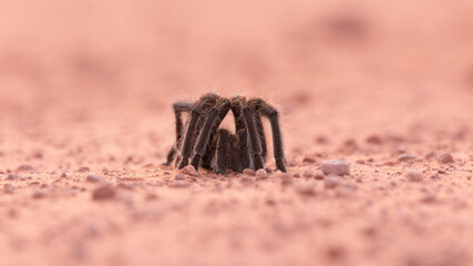 Wall Mural - A tarantula pulls its legs in close to its body in a defensive position when it's stopped while crossing a dirt road in the desert of Southern Utah USA on a late summer evening.